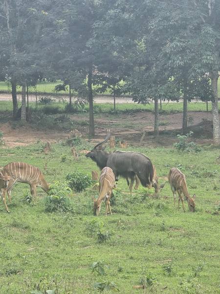 Trip-To-Safari-Valley photograph