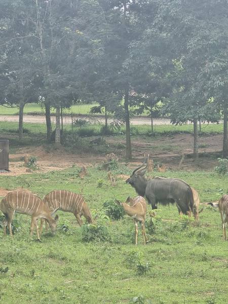 Trip-To-Safari-Valley photograph