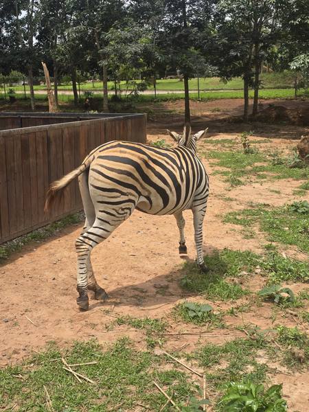Trip-To-Safari-Valley photograph
