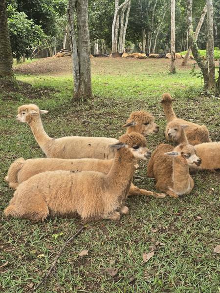 Trip-To-Safari-Valley photograph